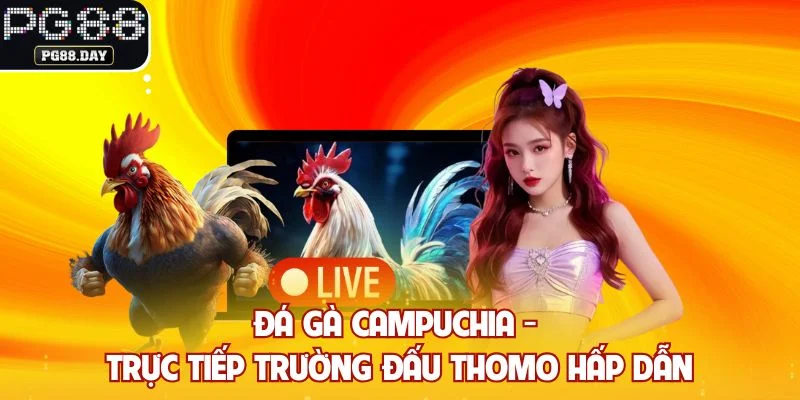 Đá Gà Campuchia - Trực Tiếp Trường Đấu Thomo Hấp Dẫn